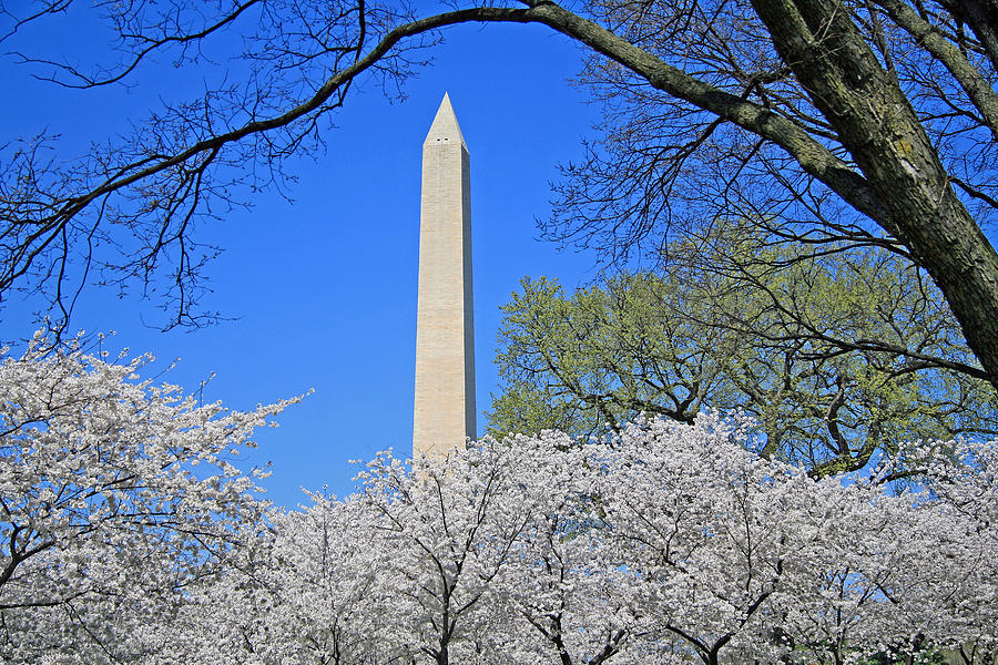 Washington In Early Spring Photograph by Cora Wandel