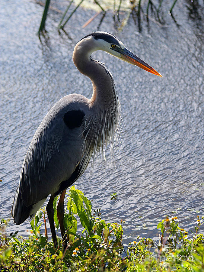 Heron Photograph - Standing Tall by April Antonia