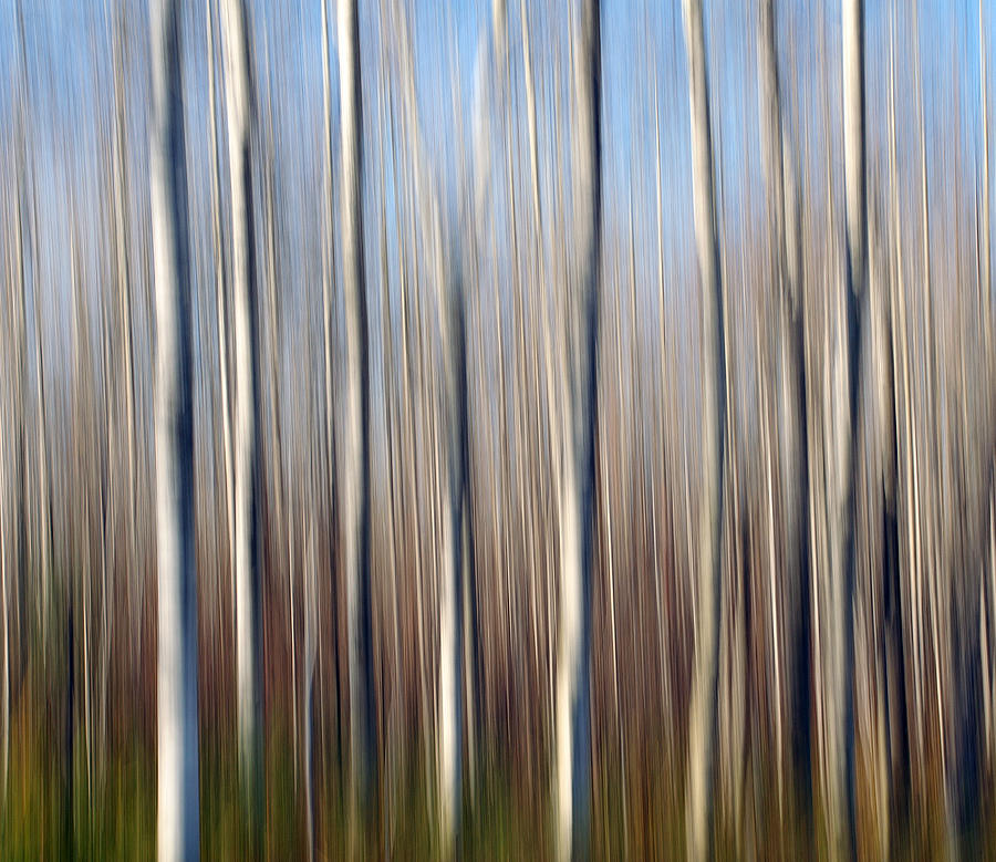 Spirit Trees Photograph - Standing Tall by Bill Morgenstern