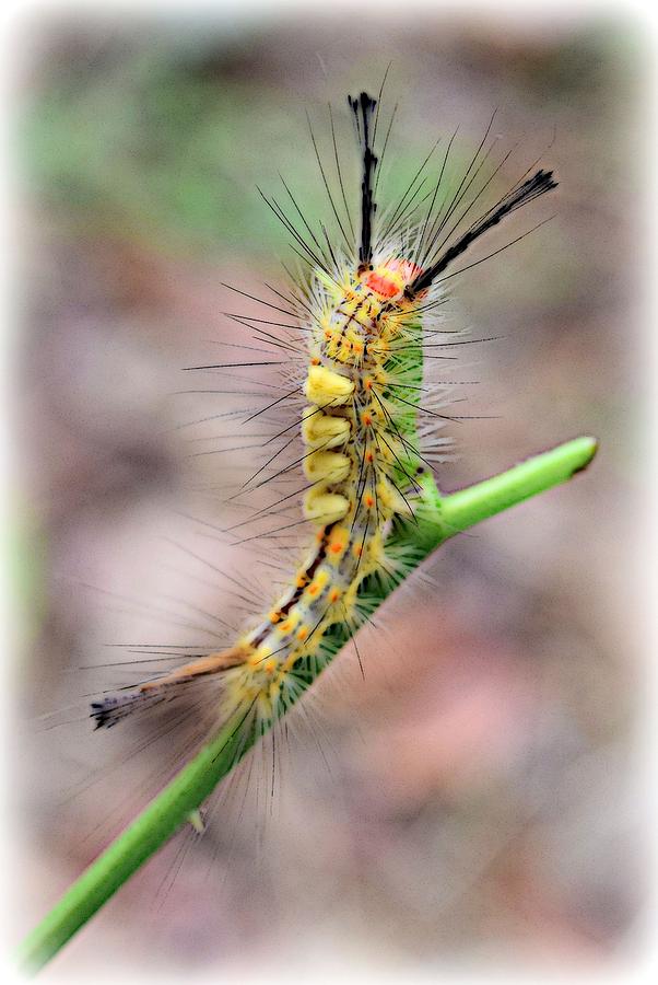 Standing Tall Caterpillar Photograph by Sheri McLeroy