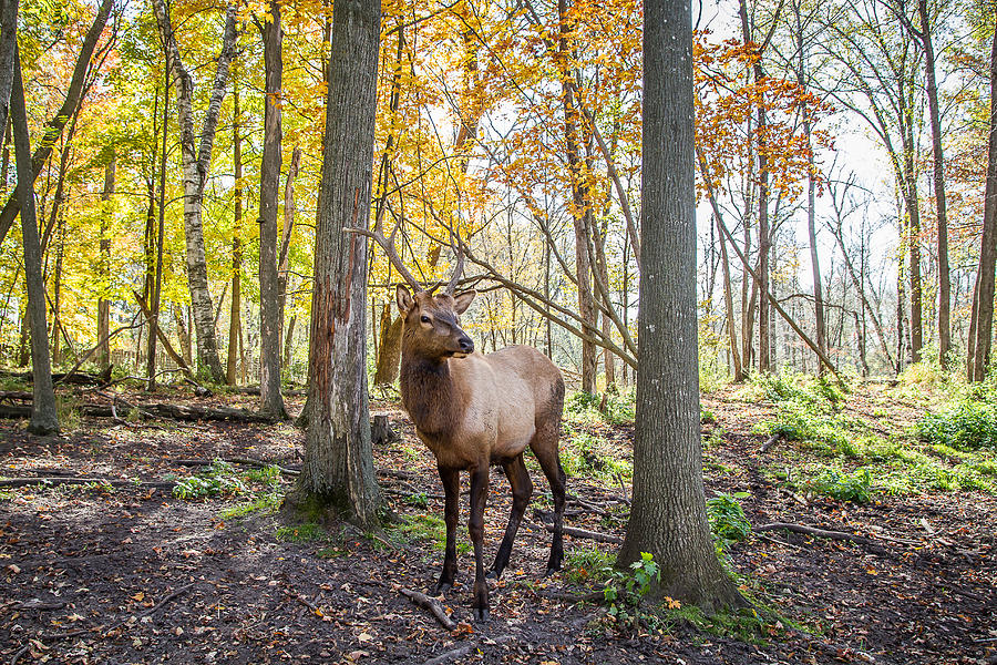 Standing Tall - Elk Among Fall Trees Photograph