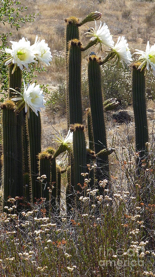 Standing Tall Flowering Cactus  Photograph by Susan Garren