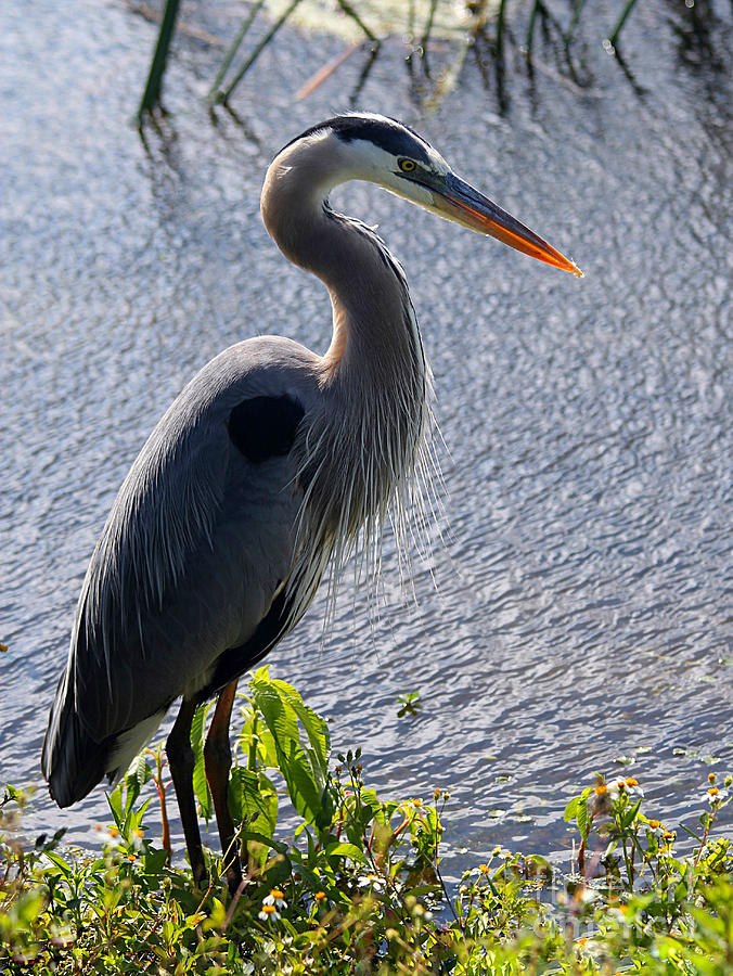 Standing Tall Great Blue Heron Photograph by April Antonia