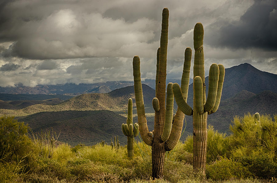 Nature Photograph - Standing Tall in the Sonoran Desert  by Saija Lehtonen