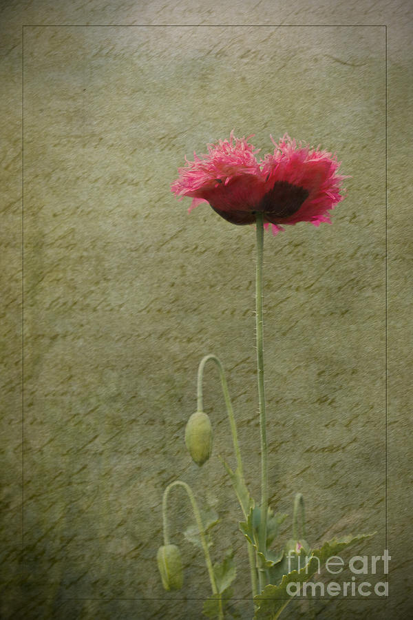 Poppy Photograph - Standing Tall by Liz  Alderdice