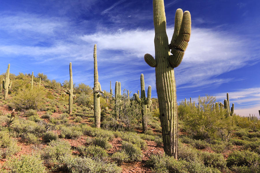 Standing Tall Photograph by Patricia Norris - Fine Art America