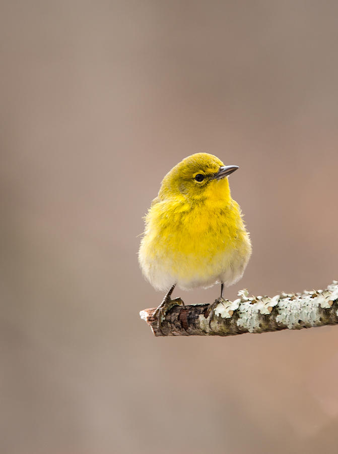 Standing Tall - Pine Warbler Photograph by Christy Cox