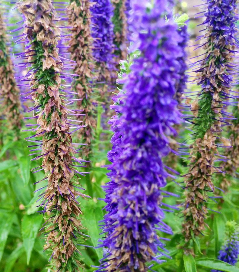 Standing Tall - Salvia Photograph by JP Morris | Fine Art America