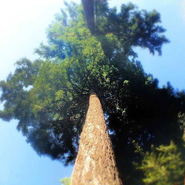 standing Under Tallest Trees Can Photograph by Stone Grether