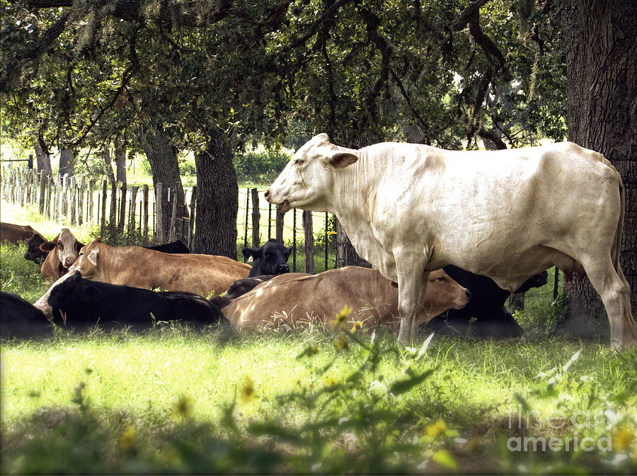 Standing Watch Cattle Photographic Art Print Photograph by Ella Kaye Dickey