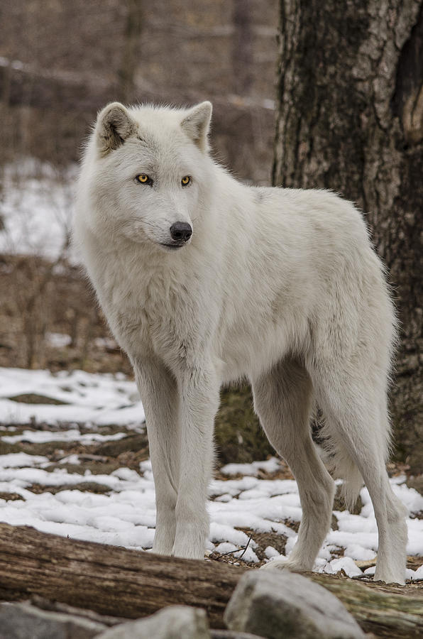 Standing Wolf Photograph by GeeLeesa Productions