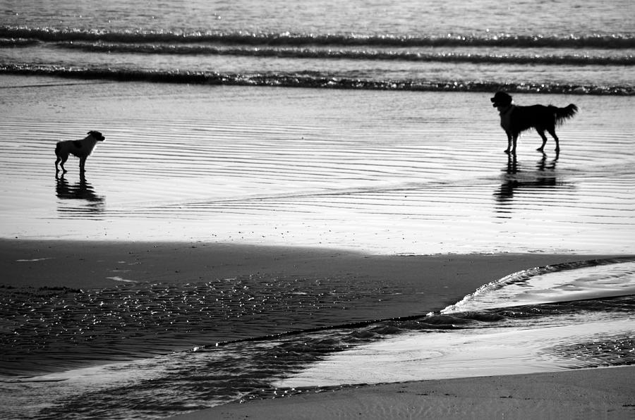 Standoff At The Beach Photograph