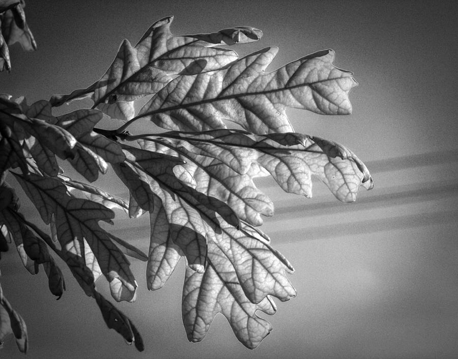 Standout Leaves in Black and White Photograph by Renette Coachman