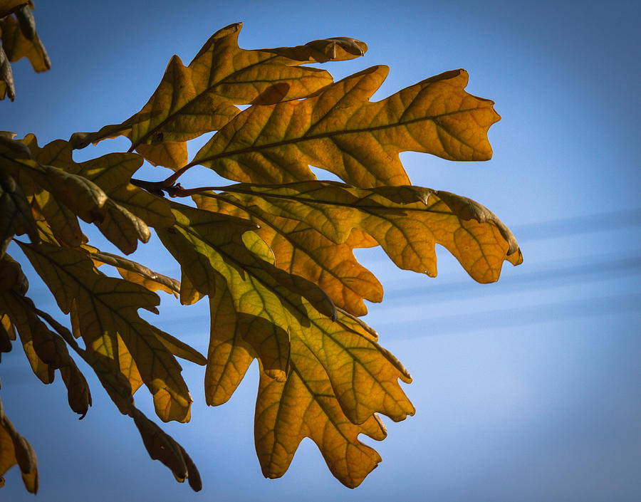 Standout Leaves Photograph by Renette Coachman