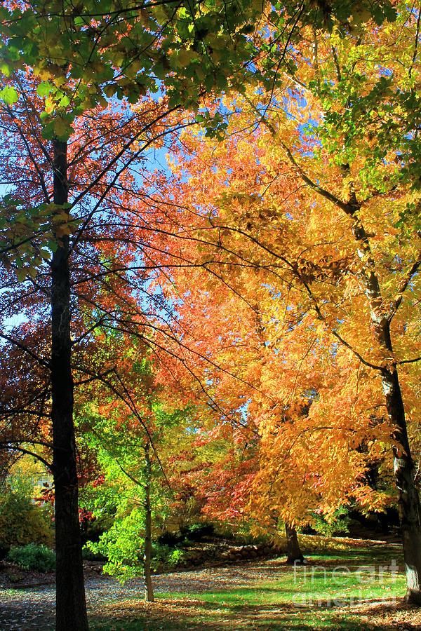 Oak and maple trees in autumn Photograph by Tahlula Photography - Fine ...