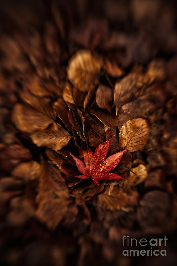 Fall Photograph - Standout by Venetta Archer