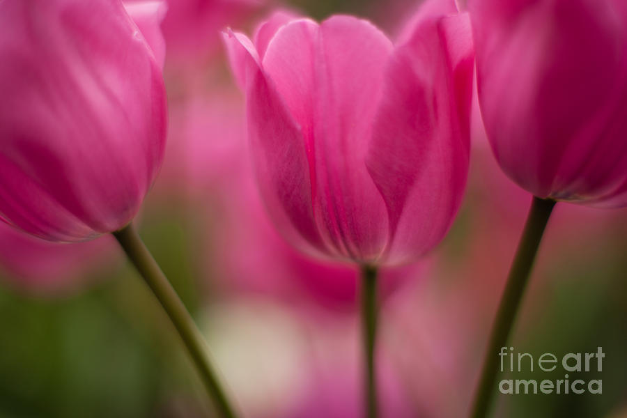 Standouts Pink Tulips Photograph by Mike Reid