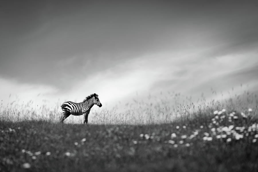 Wildlife Photograph - Stands On The Hill. by Eiji Itoyama
