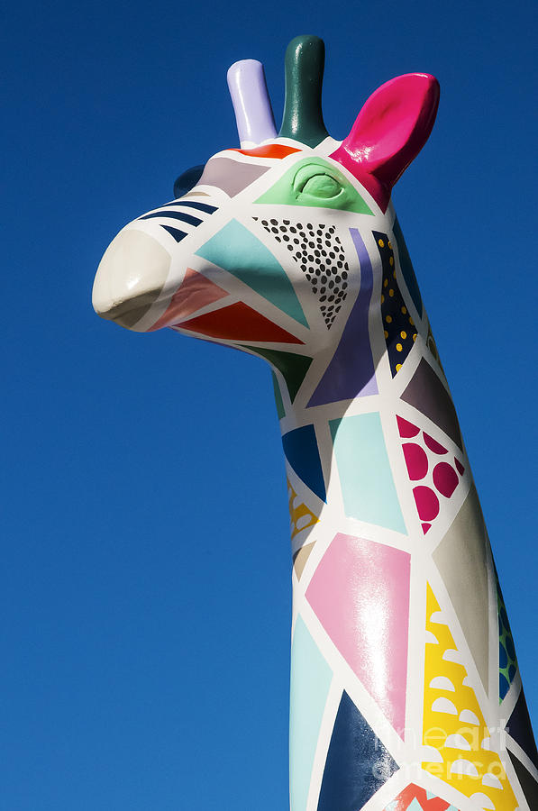 Stands Tall Giraffe Photograph by Bob Phillips