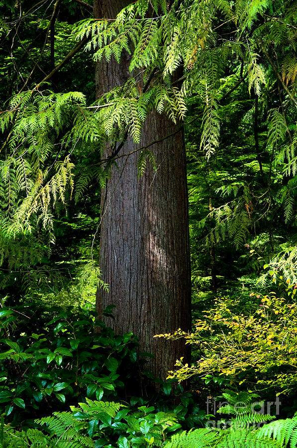 Stanley Park Trees 24 Photograph by Terry Elniski