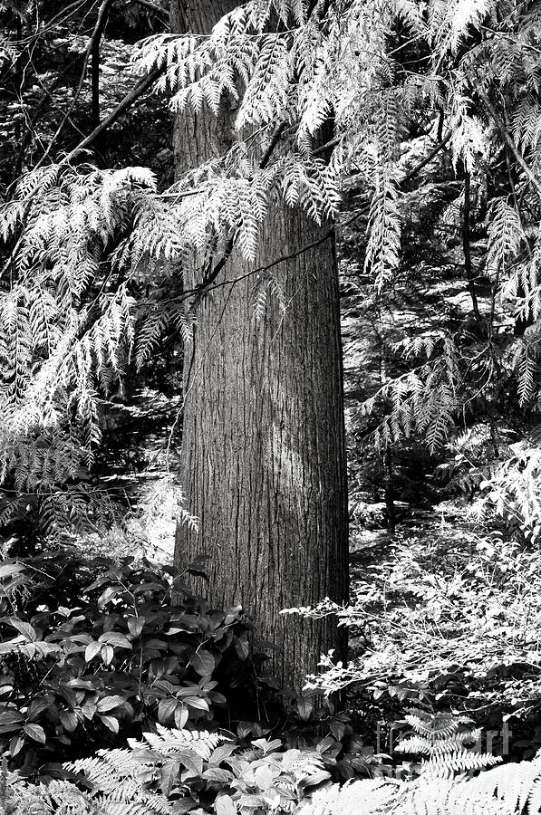 Tree Photograph - Stanley Park Trees Monochrome by Terry Elniski