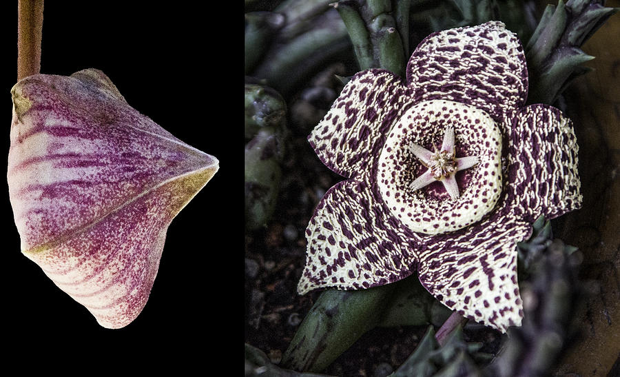 Stapelia Bud and Blossom Digital Art by Photographic Art by Russel Ray Photos
