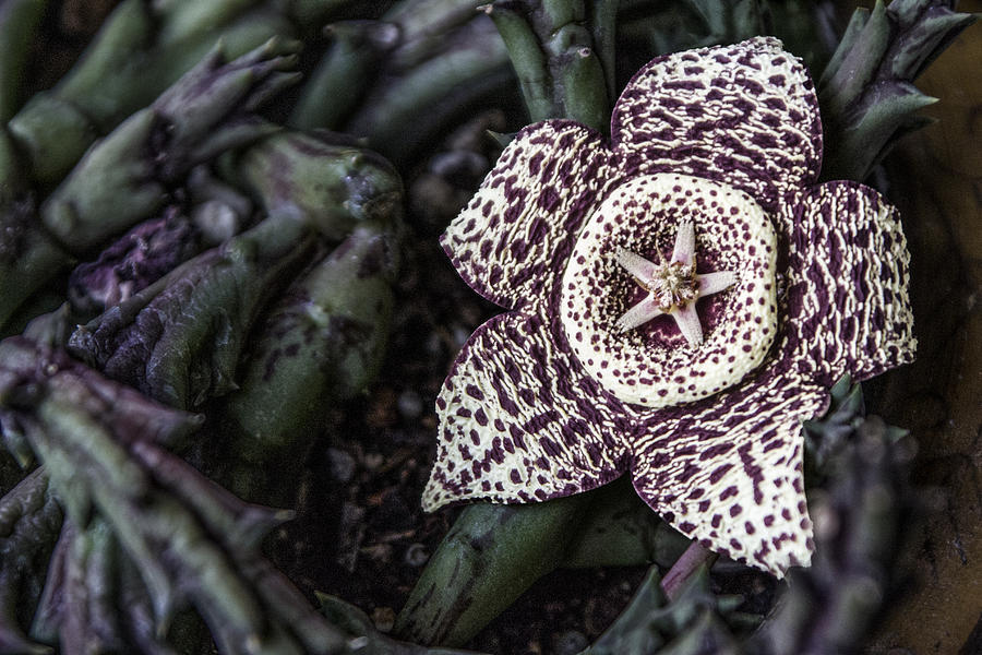 Stapelia Flower Digital Art by Photographic Art by Russel Ray Photos
