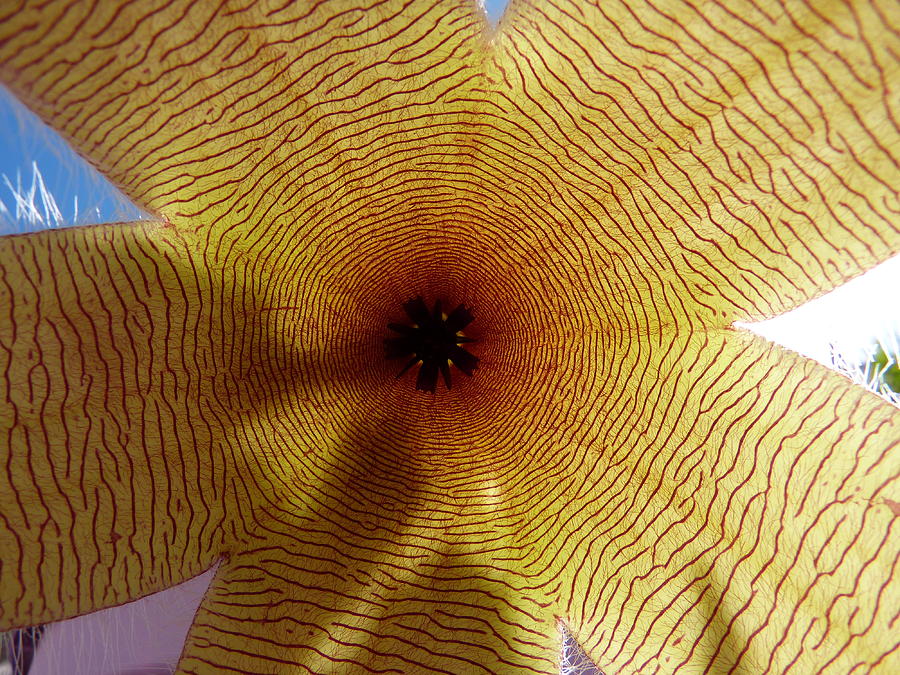 Flower Photograph - Stapelia Grandiflora by Janina  Suuronen