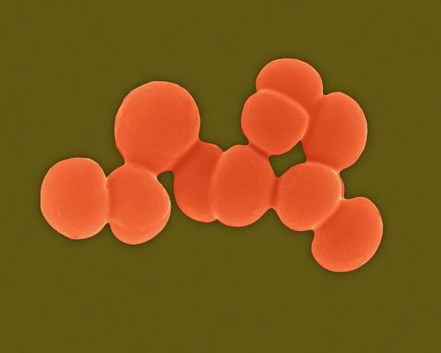 Staphylococcus Aureus Coccus Prokaryote Photograph By Dennis Kunkel