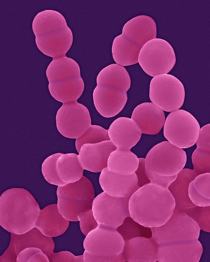 Staphylococcus Epidermidis Photograph by Dennis Kunkel Microscopy/science Photo Library
