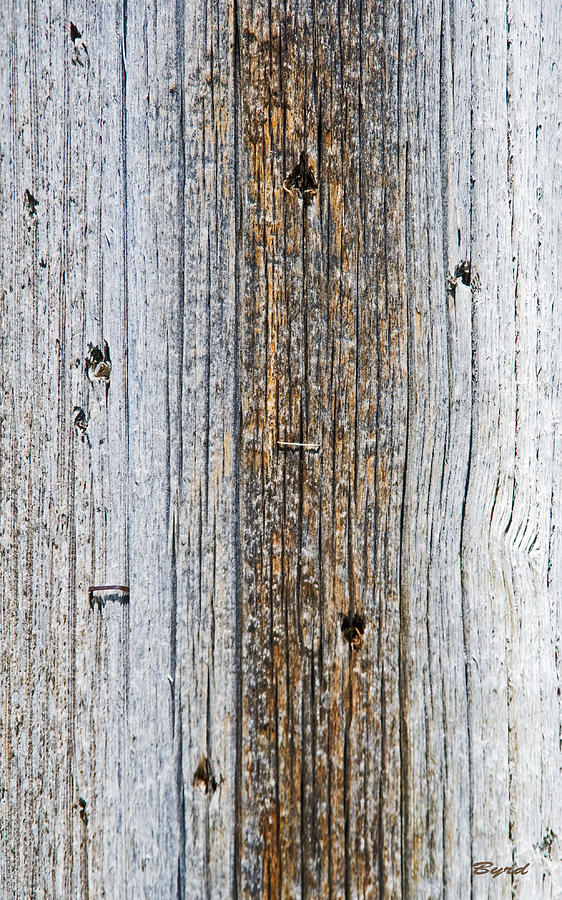 Staples in a Telephone Pole Photograph by Christopher Byrd