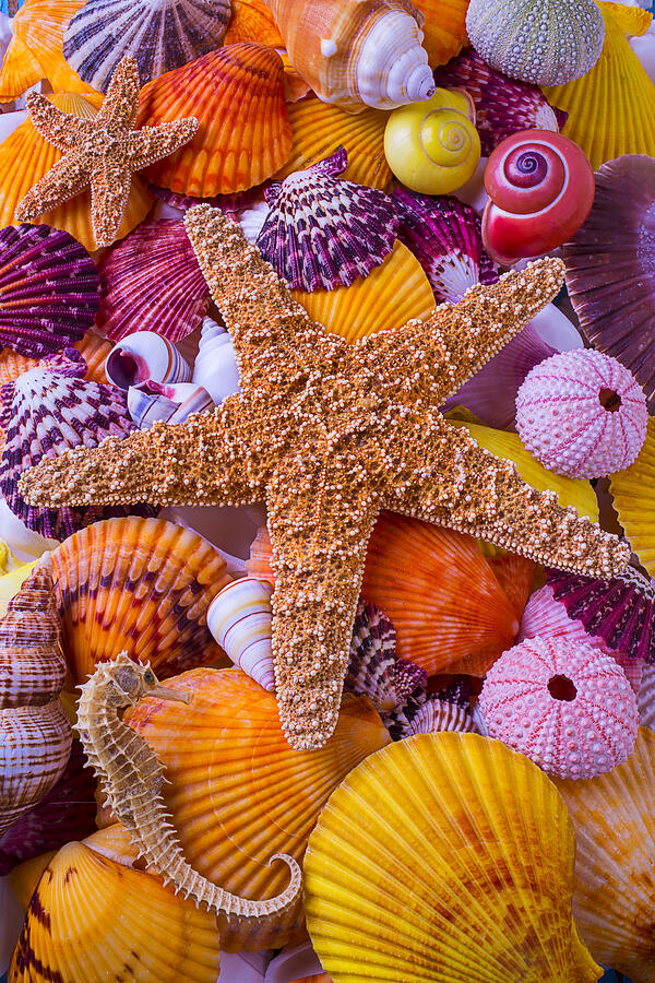 Star Among Sea Shells Photograph by Garry Gay