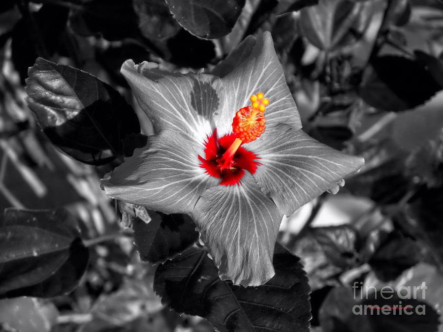 Black And White Photograph - Star Bright Hibiscus Selective Coloring Digital Art by Thomas Woolworth