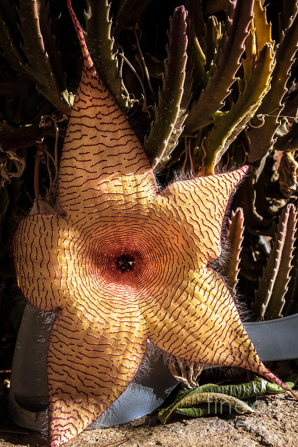 Star Cactus Photograph by Robert Bales