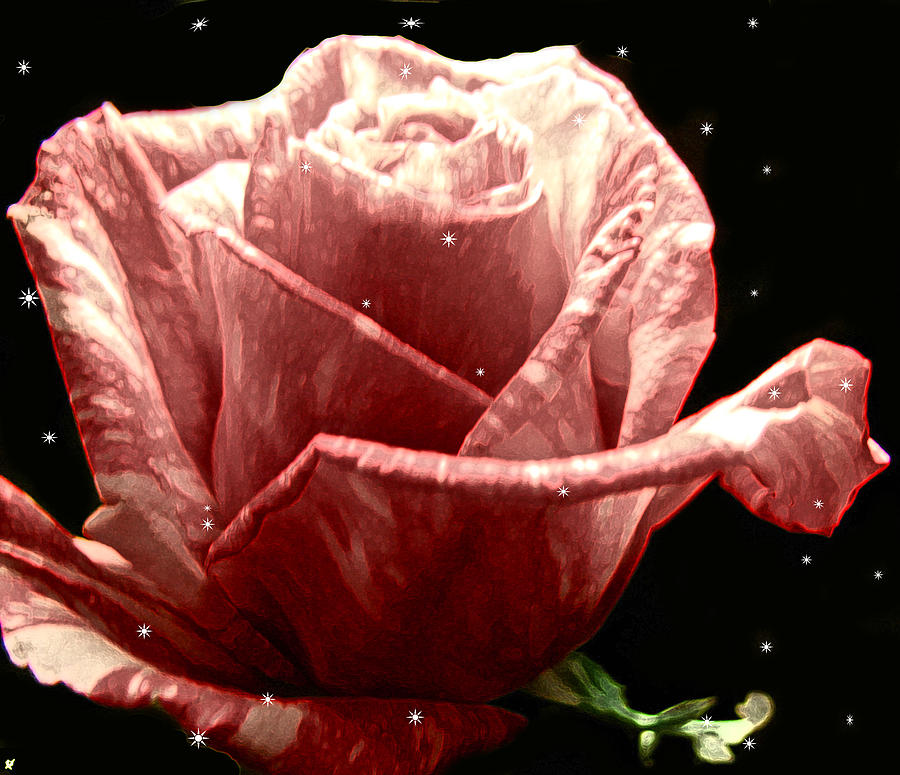 Star Dust Rose Photograph by Debra     Vatalaro