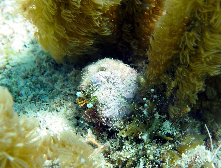 Star Eye Hermit Crab Photograph by Amy McDaniel