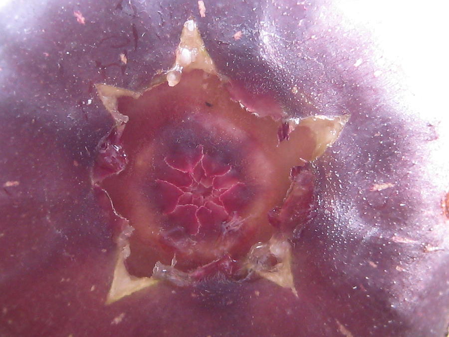 Star Fig - Fruit - Kitchen Photograph by Susan Carella