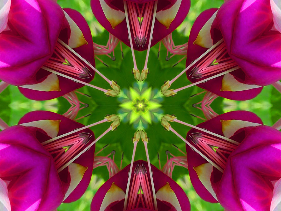 Star Fuchsia 1 Mandala Digital Art by Diane Lynn Hix
