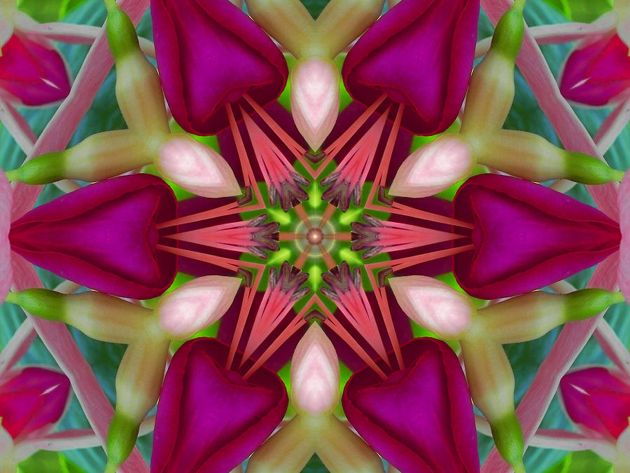 Star Fuchsia 2 Mandala Digital Art by Diane Lynn Hix