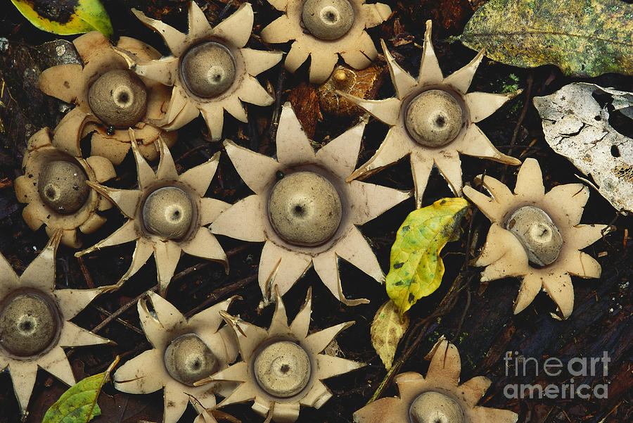 Mushroom Photograph - Star Fungus In Uganda by Art Wolfe