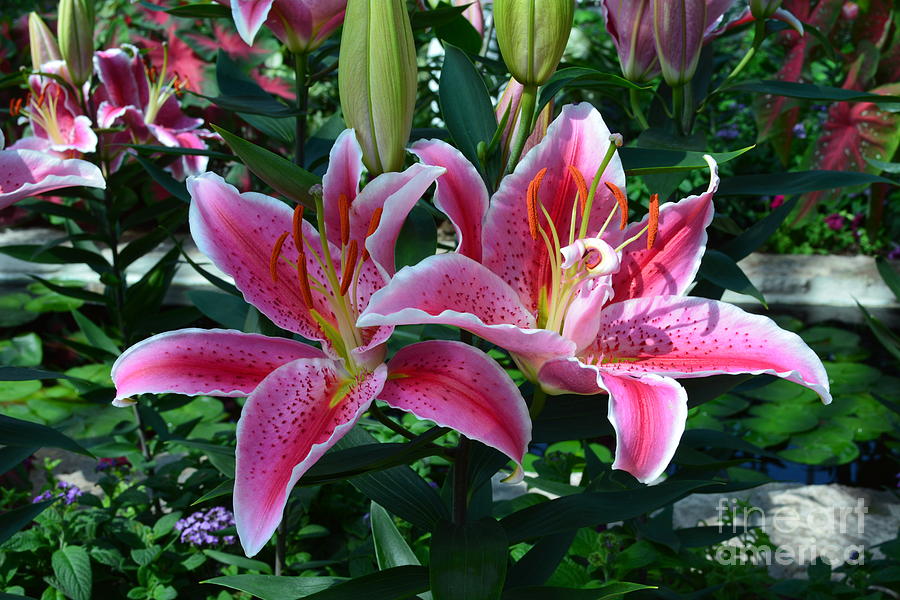 Star Gazer Lily Photograph by Debbie D Anthony - Pixels