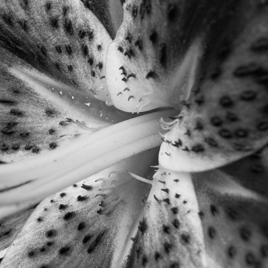Star-gazer lily Photograph by Glenn DiPaola