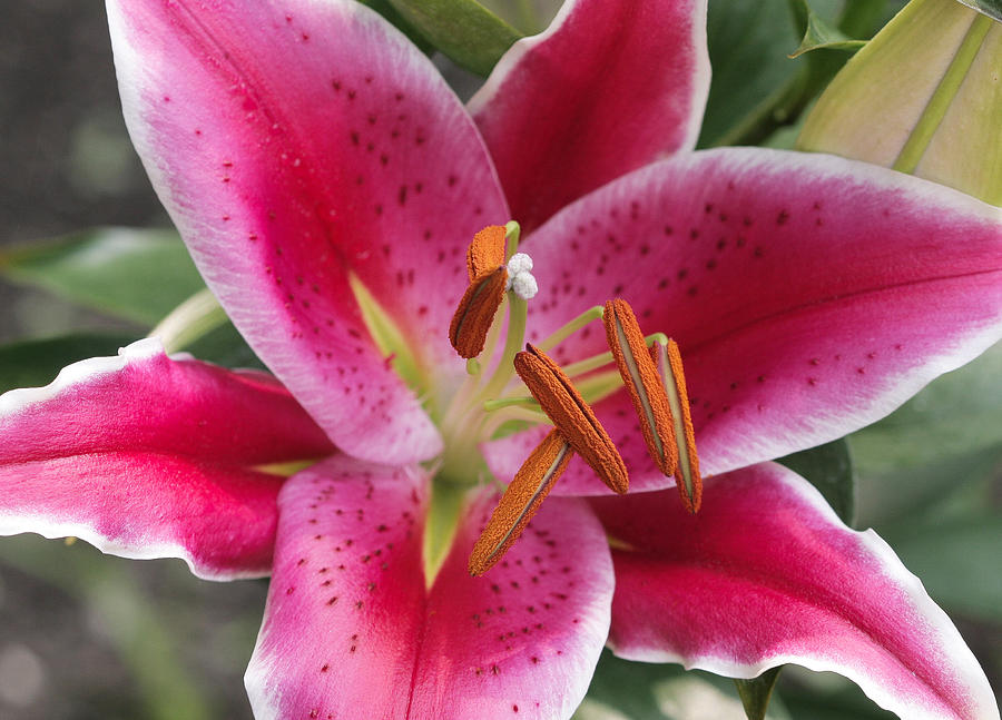 Star Gazing Photograph by Jayne Gulbrand - Fine Art America