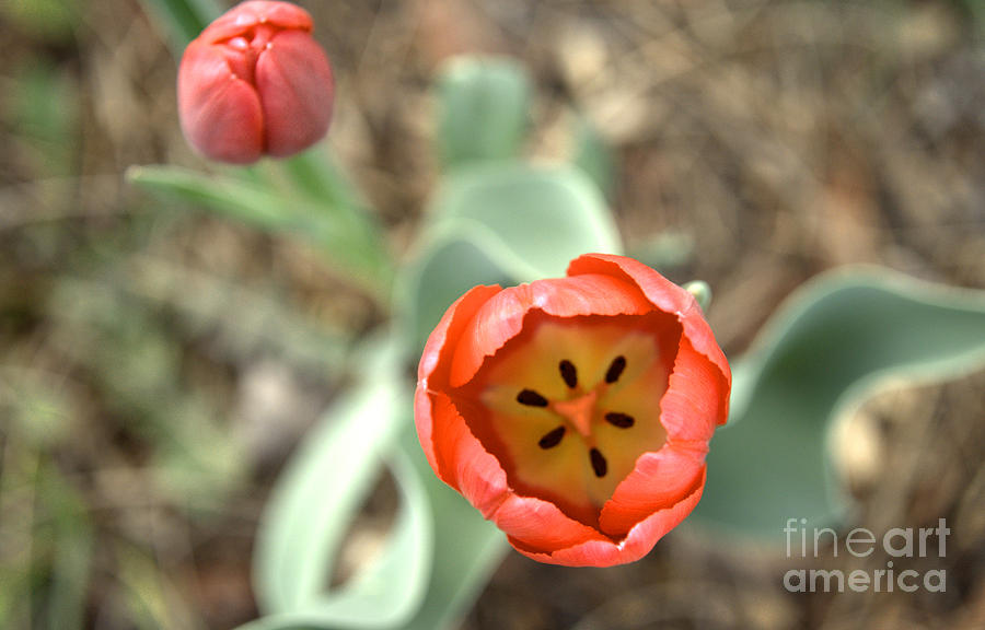 Star in the Tulip Photograph by Deborah Smolinske