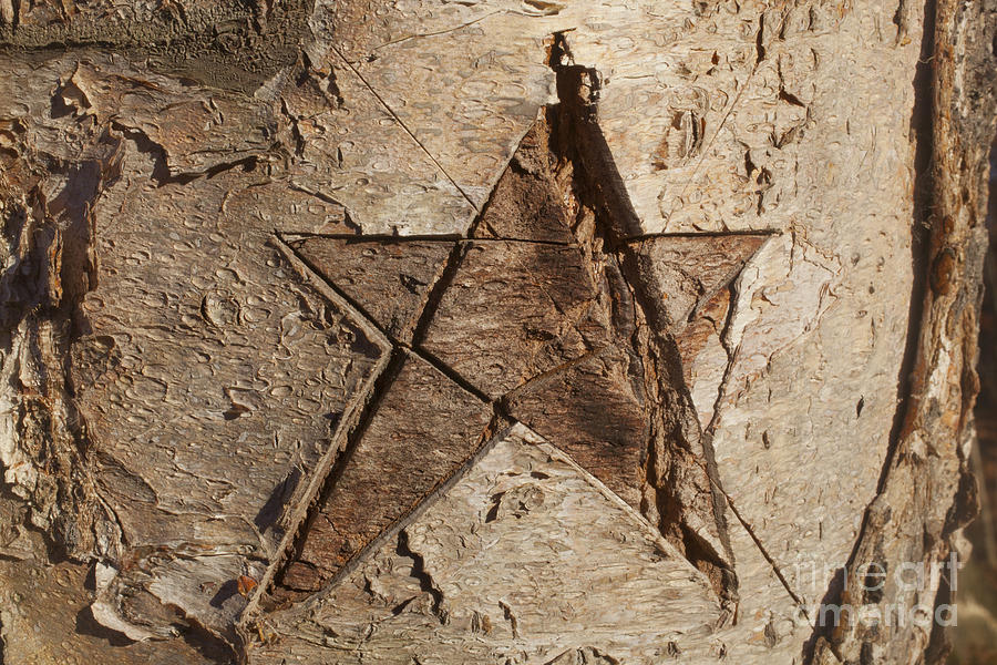 Star in Tree bark Photograph by Jonathan Welch