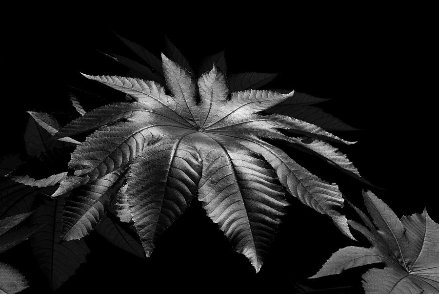 Star Leaf Photograph by Lorenzo Cassina