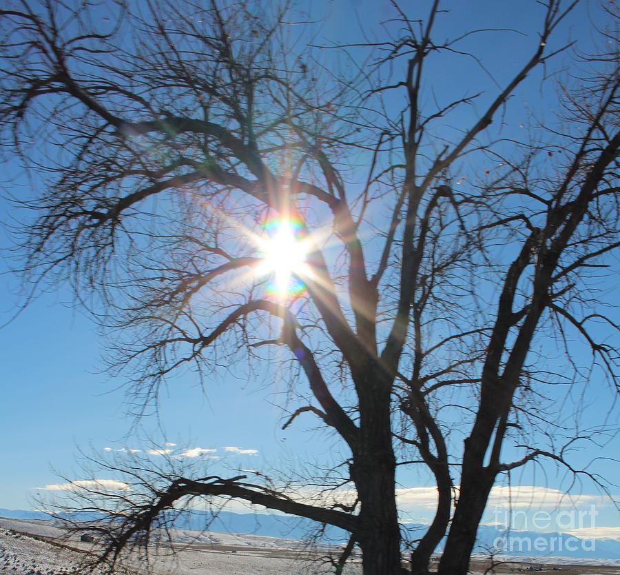 Tree Photograph - Star Light by Brenda Henley
