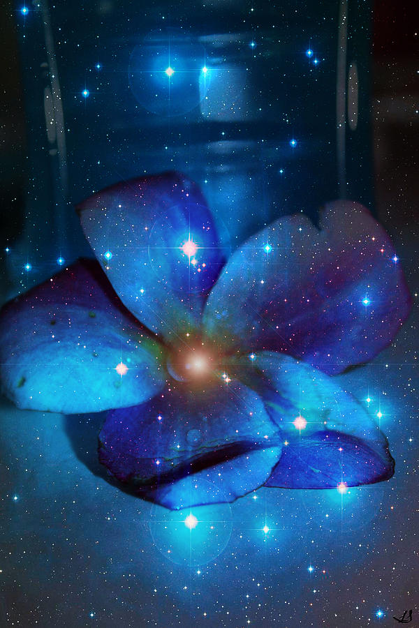 Star Light Plumeria Photograph by Linda Sannuti