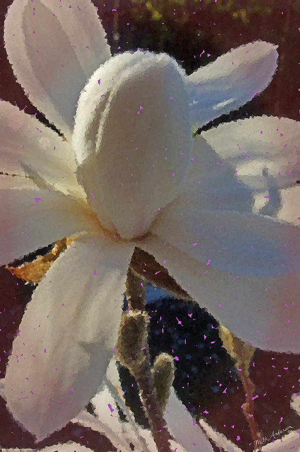 Star Magnolia Abstract					 Photograph by Mick Anderson