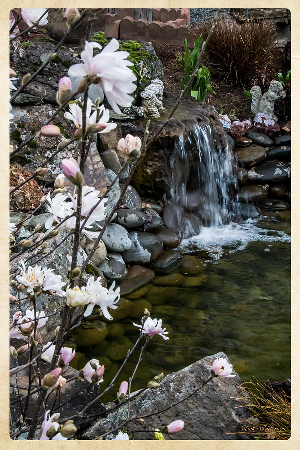 Spring Photograph - Star Magnolia and Flowing Water by Mick Anderson